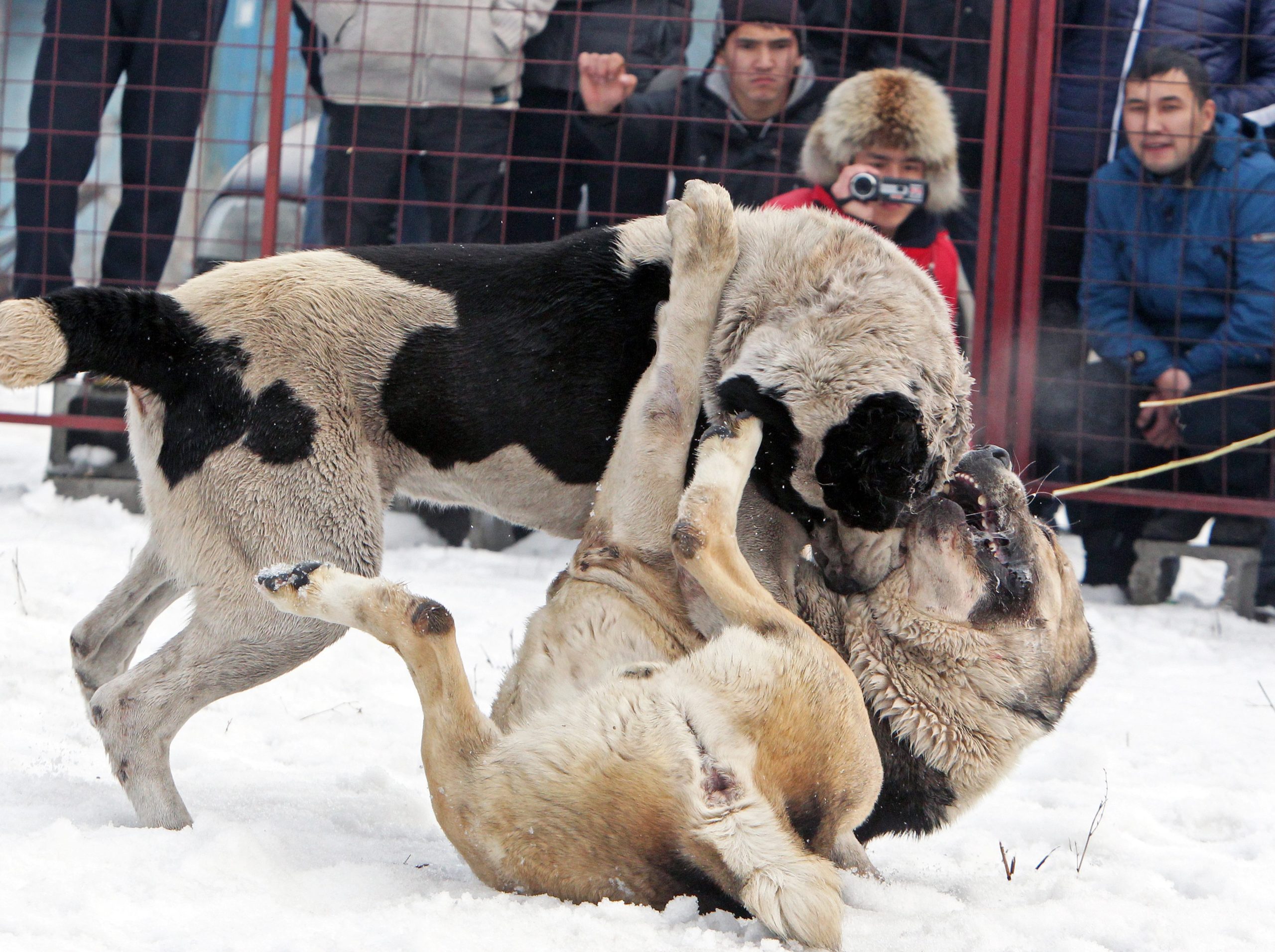 Κυνομαχίες μέχρι θανάτου σοκάρουν – ΦΩΤΟ