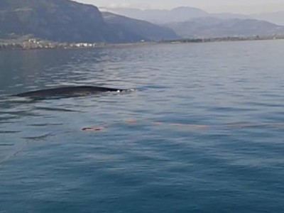 Οι ψαράδες που είδαν τη φάλαινα να κολυμπά δίπλα τους – ΒΙΝΤΕΟ