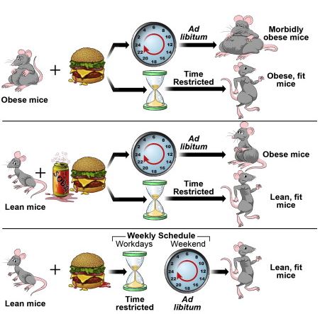 Έρευνα:Έτσι πρέπει να τρώτε για να αδυνατίσετε