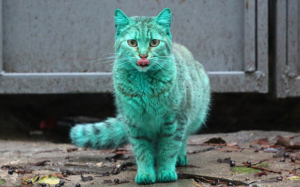 ΦΩΤΟ-“Λύθηκε” το μυστήριο με την πράσινη γάτα