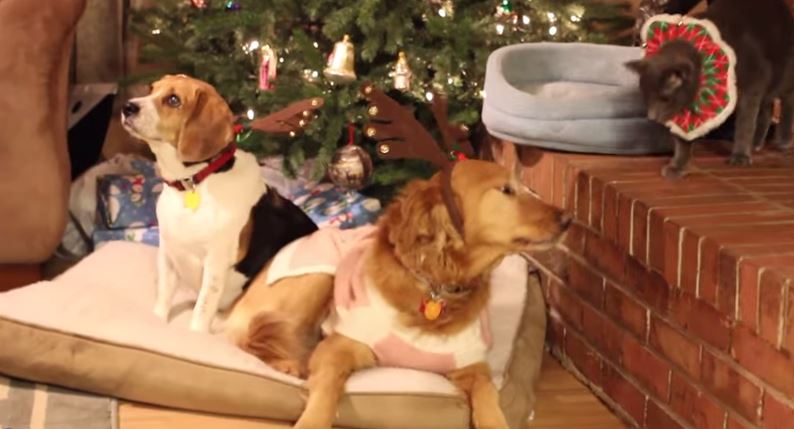 Οι τετράποδοι φίλοι μας τραγουδούν για τα Χριστούγεννα – ΒΙΝΤΕΟ