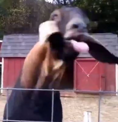 Η κατσίκα με δικά της… λόγια – ΒΙΝΤΕΟ