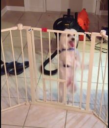 Ο σκύλος που… χορεύει Taylor Swift – ΒΙΝΤΕΟ