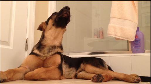 BINTEO-Σκύλος τραγουδάει το «τρολολό»