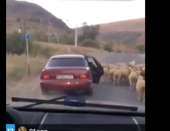 Το “τσίμπησε” το προβατάκι – ΒΙΝΤΕΟ