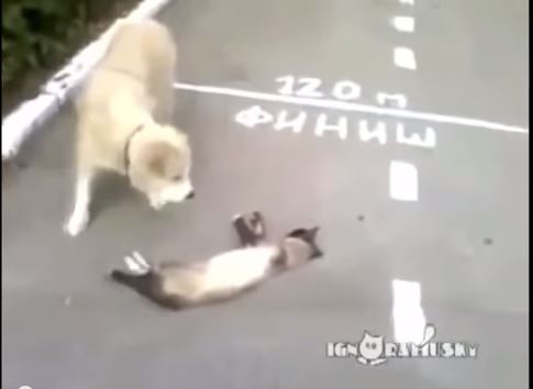 Η γάτα που κάνει την… ψόφια –ΒΙΝΤΕΟ