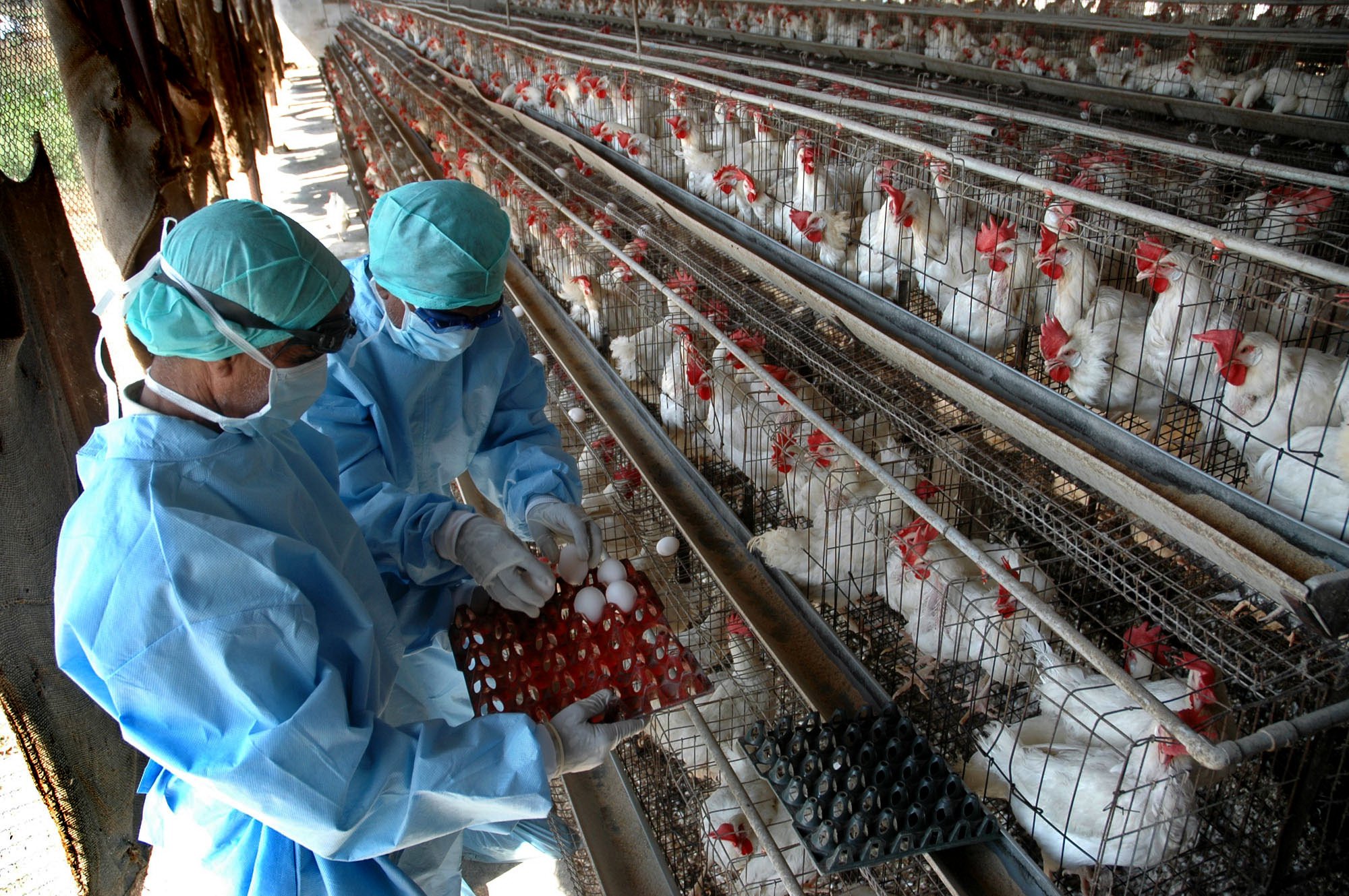 Συναγερμός στο Χονγκ Κονγκ για τη γρίπη των πτηνών