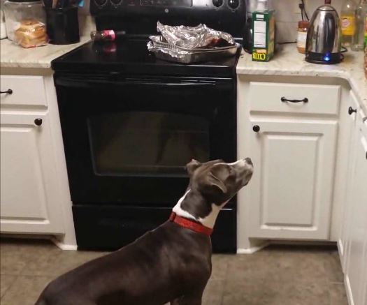 Ο ανανάς τρόμαξε το Πιτ Μπουλ – ΒΙΝΤΕΟ