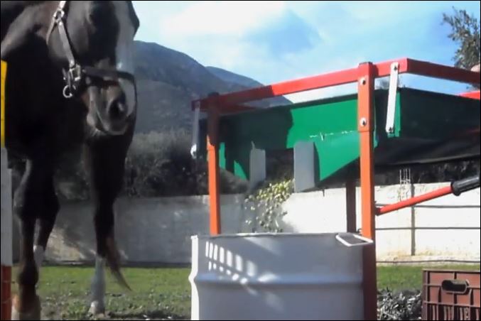 Το άλογο που κοσκινίζει ελιές- ΒΙΝΤΕΟ