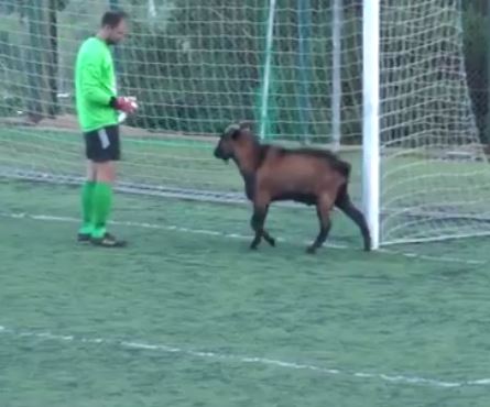 ΒΙΝΤΕΟ-Τράγος διέκοψε ποδοσφαιρικό αγώνα