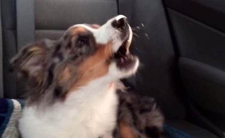 ΒΙΝΤΕΟ-Σκύλος “τραγουδά” το αγαπημένο του κομμάτι