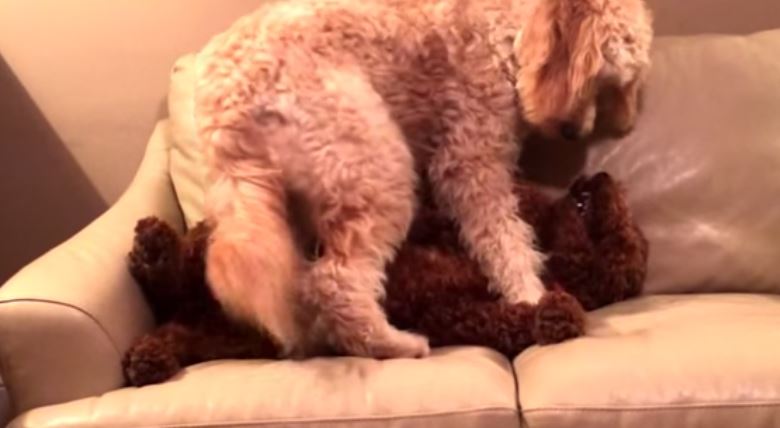 Σκύλος παρηγορεί τη φίλη του που βλέπει εφιάλτη – ΒΙΝΤΕΟ