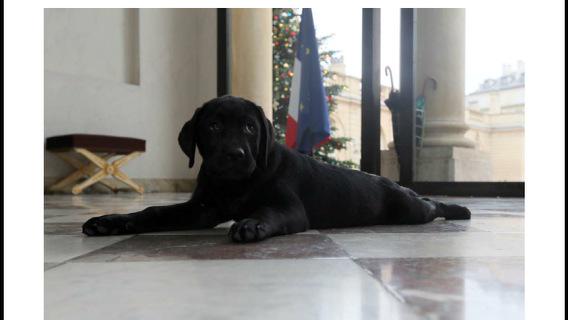 Δείτε το λαμπραντόρ που έκαναν δώρο στον Ολάντ – ΦΩΤΟ