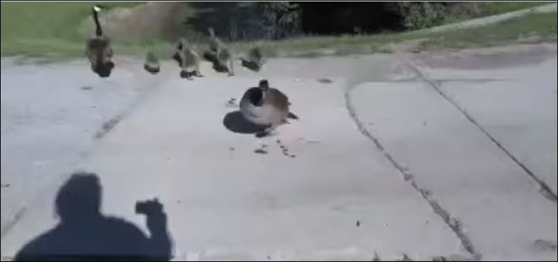 ΒΙΝΤΕΟ-Η χήνα ενοχλήθηκε από τον… παπαράτσι