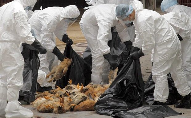 4 νεκροί από τη γρίπη των πτηνών στη Λιβύη
