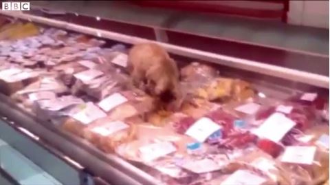 Γάτα έφαγε ψάρια βιτρίνας αξίας 1.000 δολαρίων – ΒΙΝΤΕΟ