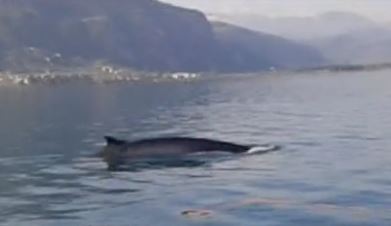 Η φάλαινα που “κόβει βόλτες” στα Καμμένα Βούρλα – ΒΙΝΤΕΟ