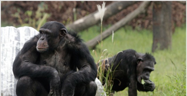 Οι πίθηκοι πίνουν αλκοόλ εδώ και 10 εκατομμύρια χρόνια