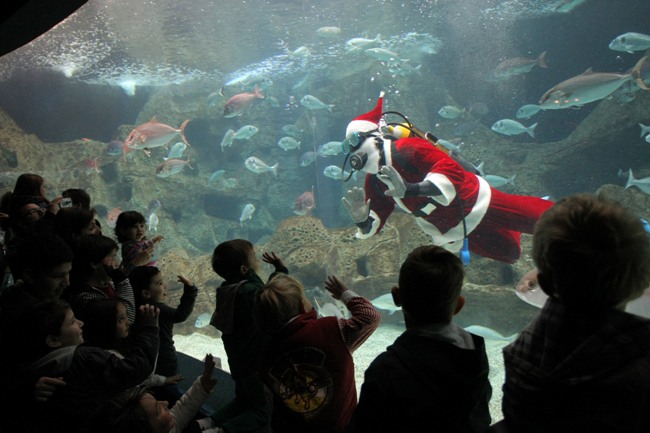 ΒΙΝΤΕΟ-Ο Άγιος Βασίλης μπήκε στο… ενυδρείο