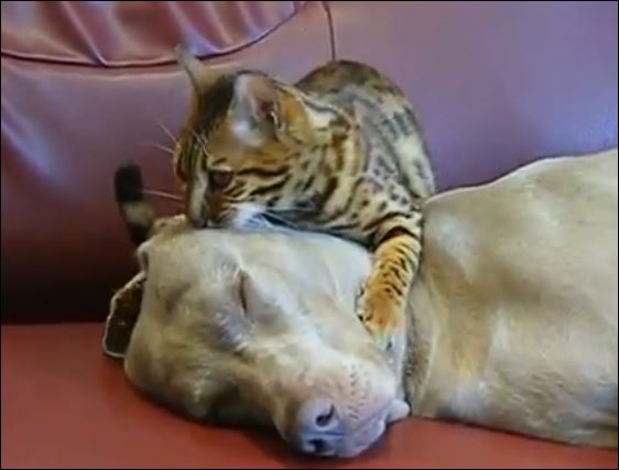 Γάτα κάνει μασάζ σε σκύλο – ΒΙΝΤΕΟ