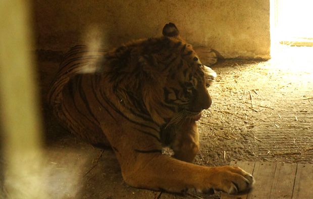 Ο Φοίβος ξεκίνησε το ταξίδι για τη σωτηρία του