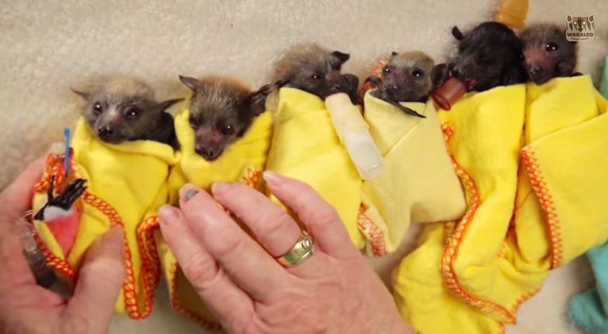 ΒΙΝΤΕΟ-Μικροσκοπικές νυχτερίδες τυλιγμένες σε κουβέρτες