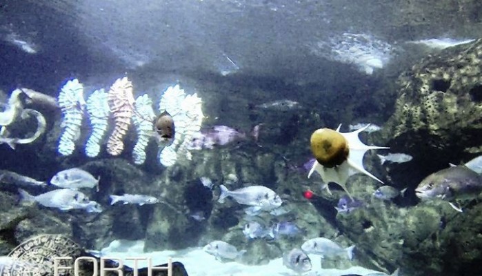 Χταπόδι ρομπότ στο ενυδρείο της Κρήτης