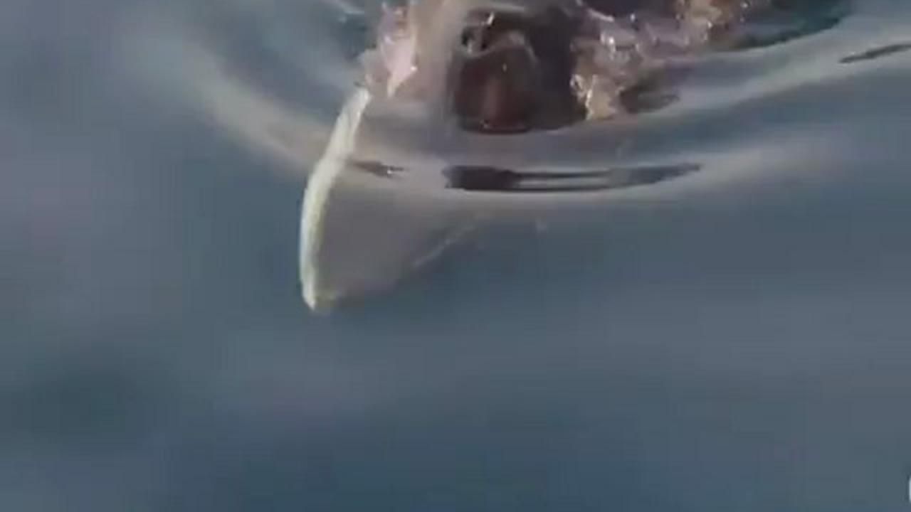 Είδαν φάλαινα στο Μαλιακό – ΦΩΤΟ