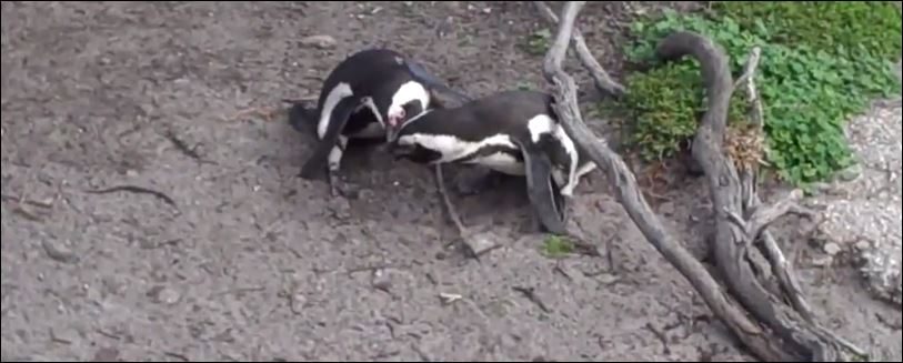 Πιγκουίνοι παλεύουν για μια… γυναίκα – ΒΙΝΤΕΟ