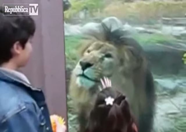 Όταν τα ζώα θέλουν…στοργή