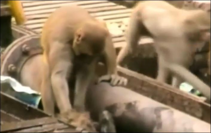 Μαϊμού προσφέρει τις… πρώτες βοήθειες – ΒΙΝΤΕΟ
