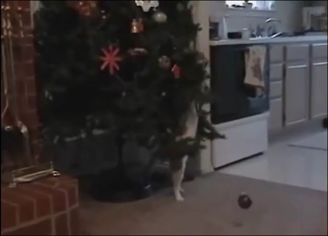 Γάτες “παλεύουν” με τo χριστουγεννιάτικο δέντρο- ΒΙΝΤΕΟ