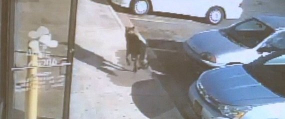 ΒΙΝΤΕΟ-Το λυκόσκυλο θυσιάστηκε για τα αφεντικά του