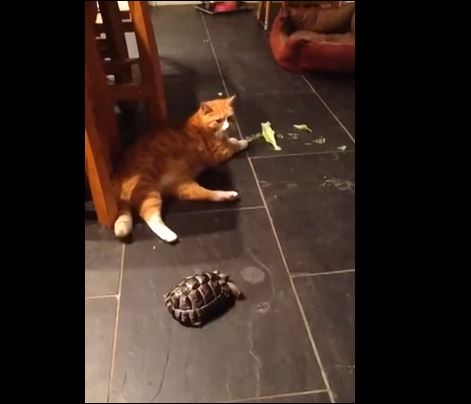 Η “επίθεση” της χελώνας σε γάτα – ΒΙΝΤΕΟ