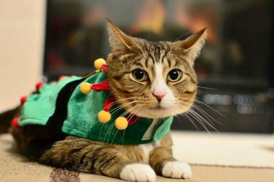 Πούλησε κατά λάθος την γάτα της συντρόφου του