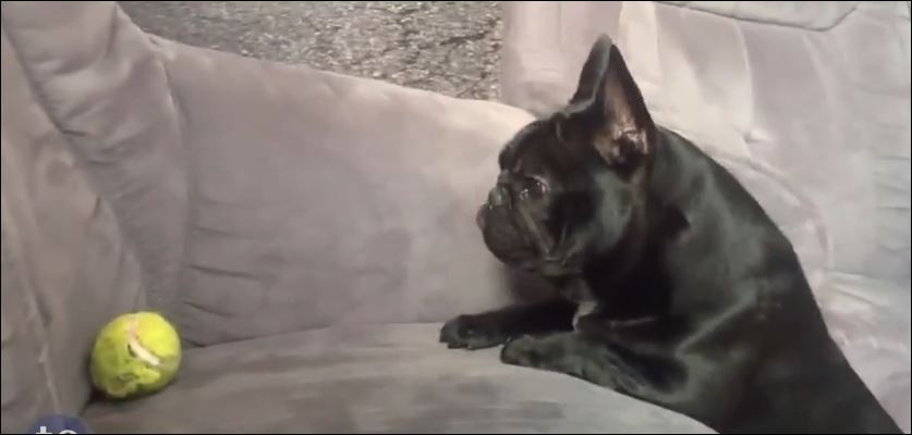 ΒΙΝΤΕΟ-Και οι σκύλοι…την πατάνε