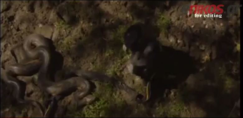 BINTEO-Κύμα αντιδράσεων για τον φοβισμένο ερπετολόγο και το ανακόντα