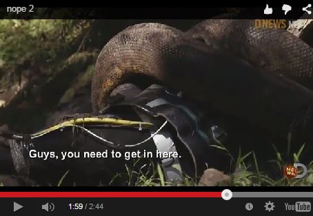 ΒΙΝΤΕΟ-Με ειδική στολή στο στομάχι του ανακόντα