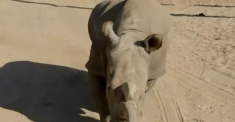 Πέθανε ένας από τους 6 τελευταίους λευκούς ρινόκερους – ΒΙΝΤΕΟ