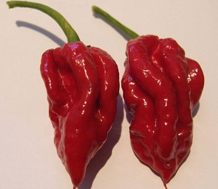 Η πιο καυτερή πιπεριά του κόσμου – ΦΩΤΟ