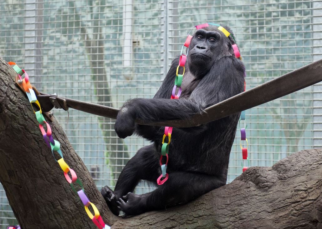 Ο γορίλας που έκλεισε τα 58