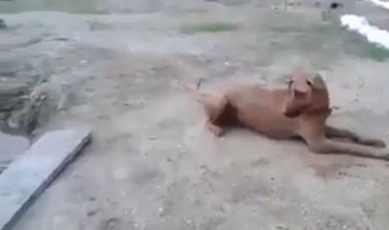 Σκύλος πήδηξε στη λίμνη για να σώσει το αφεντικό του – ΒΙΝΤΕΟ