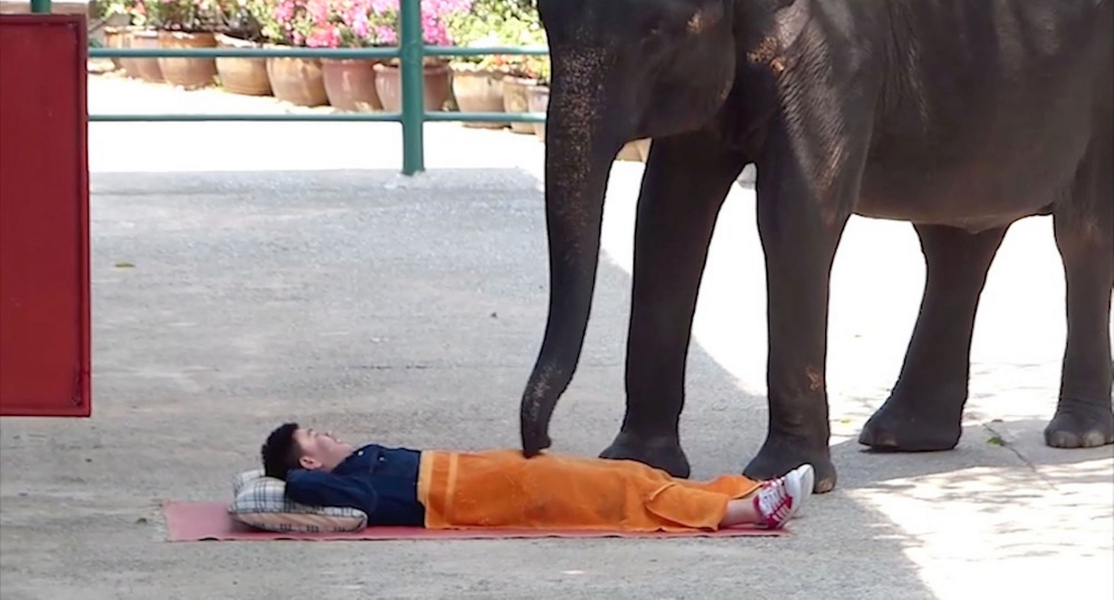 Μασάζ από ελέφαντες – ΒΙΝΤΕΟ – ΦΩΤΟ