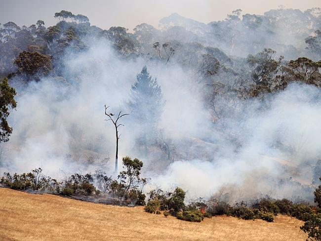 Devastating path ... The fire burning through Forreston today.