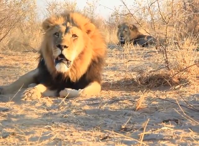 Ο βρυχηθμός των λιονταριών – ΒΙΝΤΕΟ