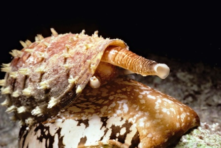 Αυτό είναι το σαλιγκάρι… δολοφόνος – ΦΩΤΟ