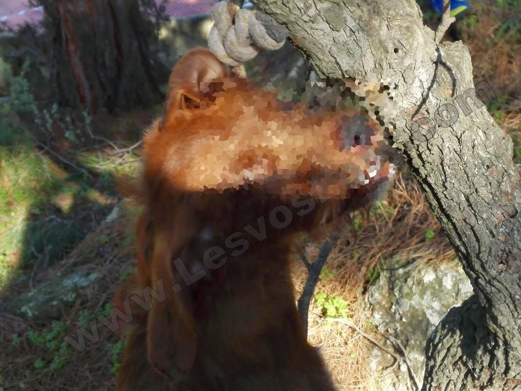 Κτηνωδία στη Λέσβο – Κρέμασαν σκύλο σε δέντρο – ΦΩΤΟ