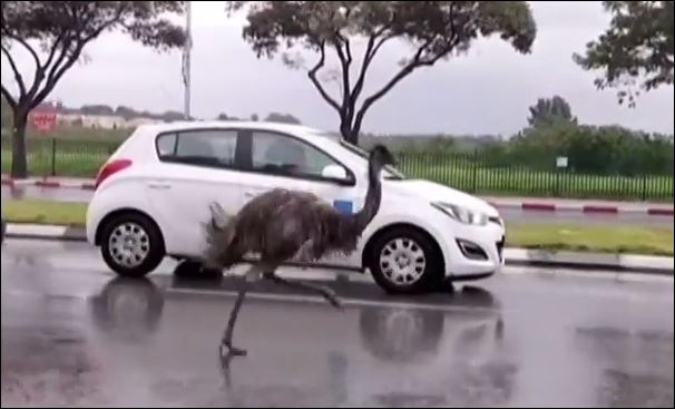 Στρουθοκάμηλος κάνει “κόντρες” με αυτοκίνητα – ΒΙΝΤΕΟ