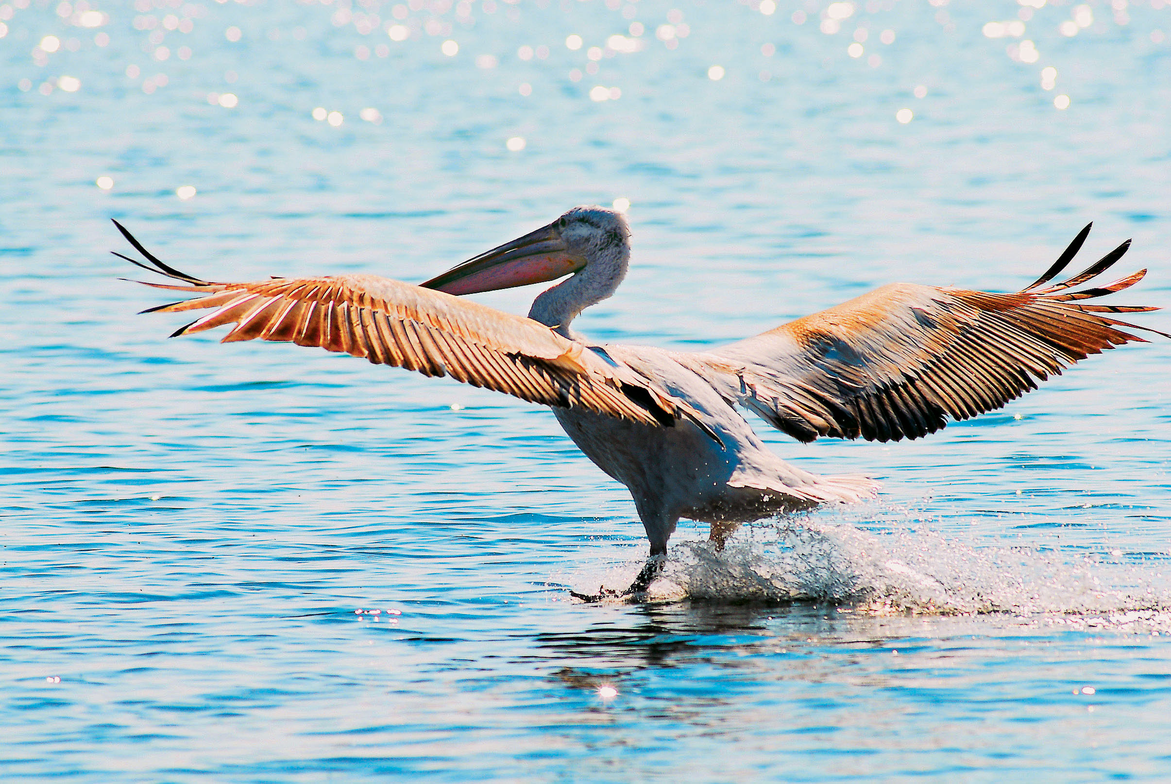 Λαθροθήρας σκότωσε αργυροπελεκάνο
