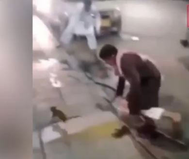 Η ηρωϊκή επίθεση μιας γάτας – ΒΙΝΤΕΟ